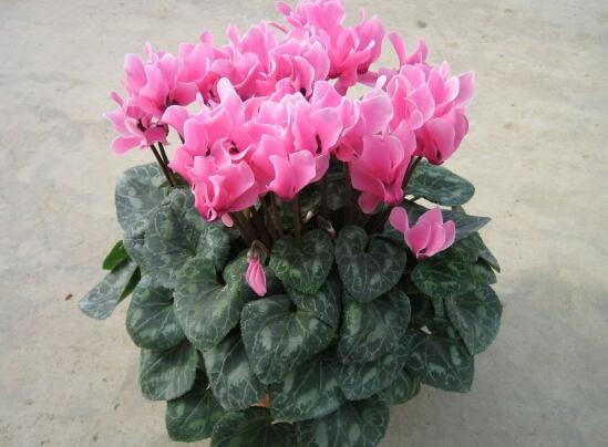 家庭養(yǎng)殖仙客來有什么好處，裝飾家居改善好心情