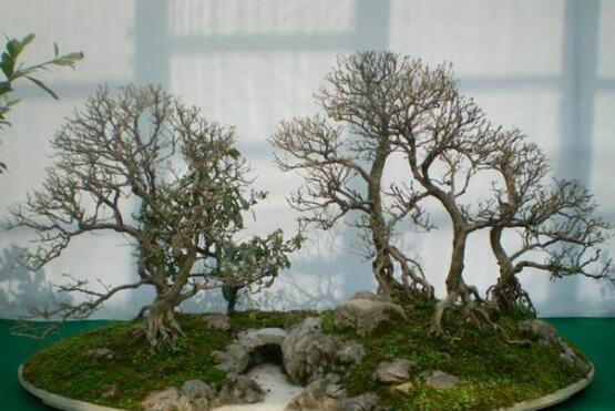 六月雪有毒嗎，六月雪可以養(yǎng)殖在室內(nèi)嗎