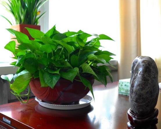 綠蘿作用有哪些，美化環(huán)境、凈化空氣、招財生旺