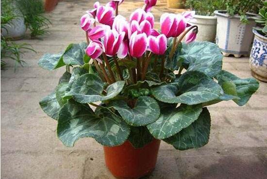 仙客來用什么土養(yǎng)好，仙客來能用松針土養(yǎng)嗎