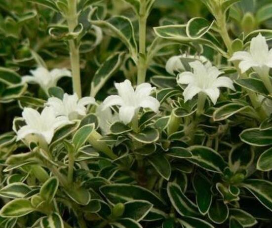 六月雪怎么繁殖，六月雪三大繁殖方法