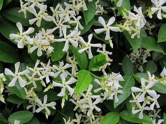 茉莉花爛根了怎么辦，換土換盆洗凈重新種植