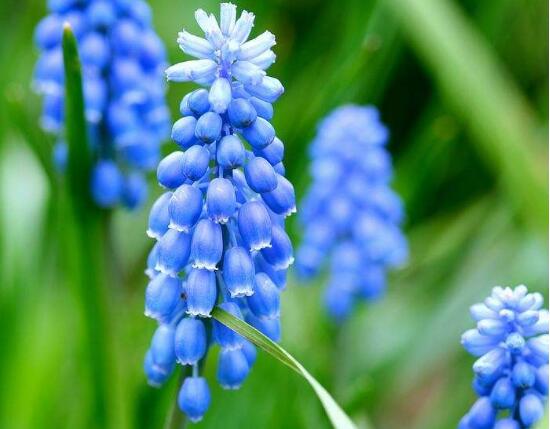 風(fēng)信子有毒嗎，風(fēng)信子可以放在臥室嗎