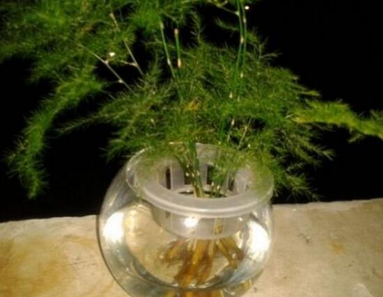 文竹可以水培嗎，文竹水培方法及步驟