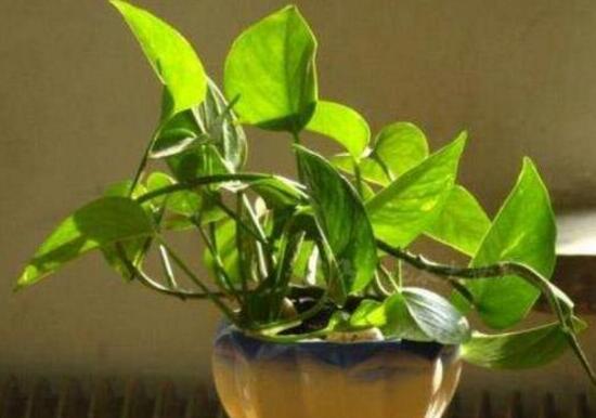 綠蘿澆啤酒好嗎，綠蘿多久澆一次啤酒