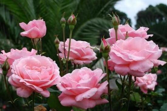 月季花可以泡水喝嗎，月季花的功效與作用