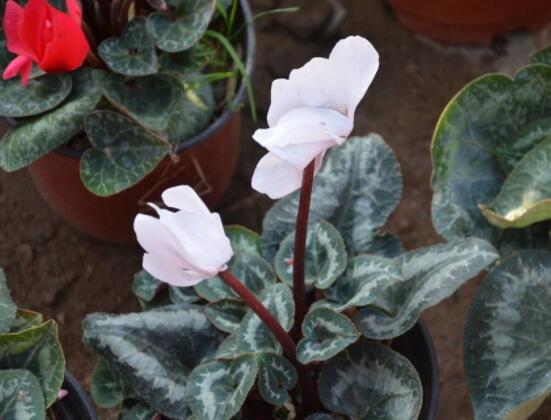 仙客來(lái)休眠多長(zhǎng)時(shí)間，不同環(huán)境不同休眠期(夏季)