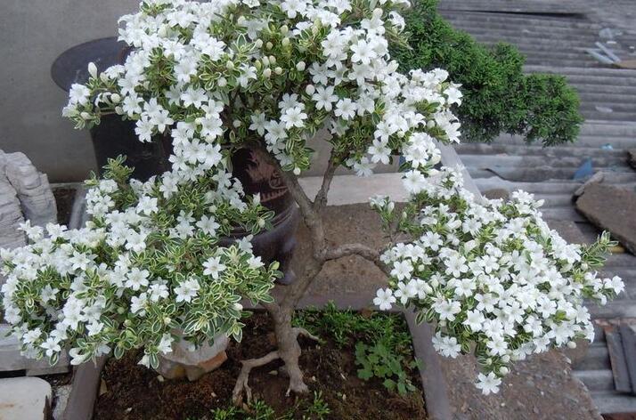 六月雪的養(yǎng)殖方法和注意事項(xiàng)，夏天要注意高溫死苗