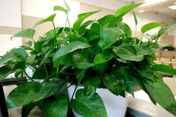 綠蘿快速長(zhǎng)藤小妙招，保證水量控制光照