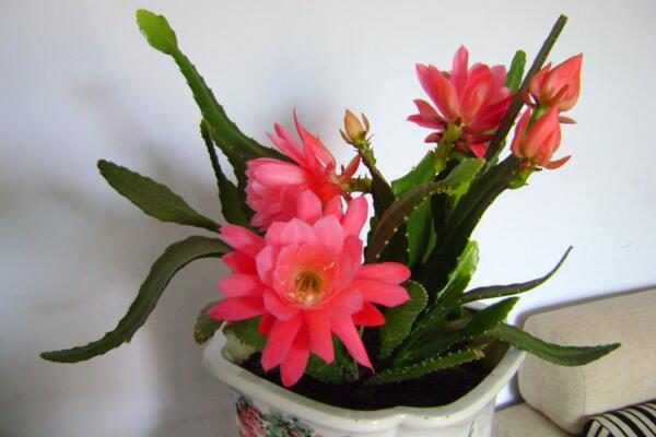 令箭荷花的養(yǎng)殖方法，5步讓你的令箭荷花顏值更高