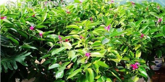 平安樹圖片，平安樹開花圖片