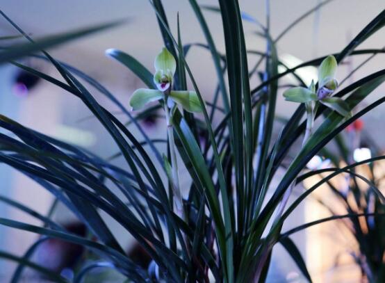 蘭花怎么澆水，盤(pán)點(diǎn)蘭花澆水方法