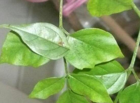 幸福樹長蟲子怎么辦，幸福樹常見病蟲害防治