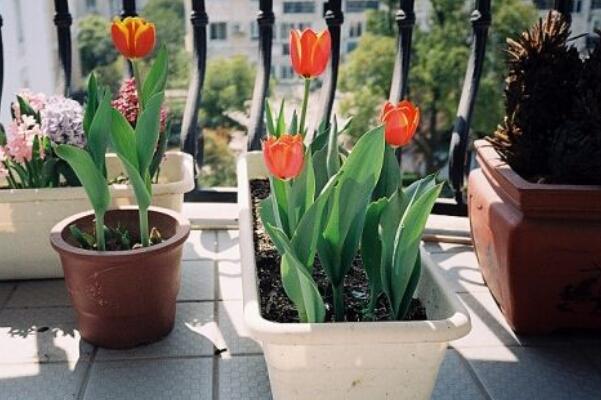 郁金香花開后的處理，以下5步處理保證來年繼續(xù)開花