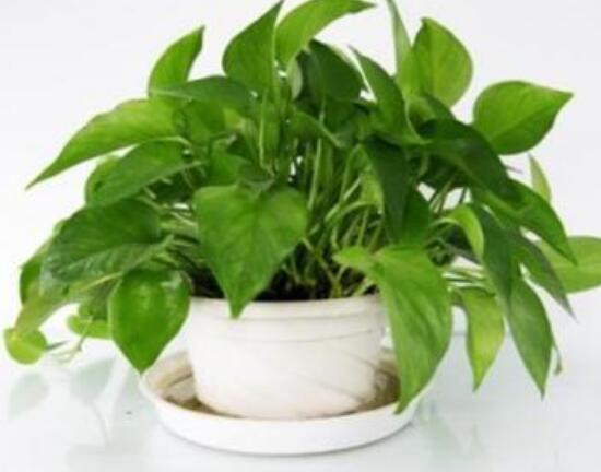 綠蘿冬天應(yīng)該怎么養(yǎng)，綠蘿冬天養(yǎng)殖方法