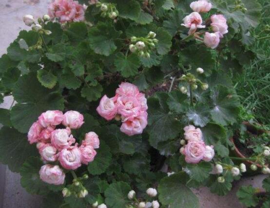 蘋果天竺葵的養(yǎng)殖方法，老農(nóng)總結(jié)六大最實(shí)用要點(diǎn)