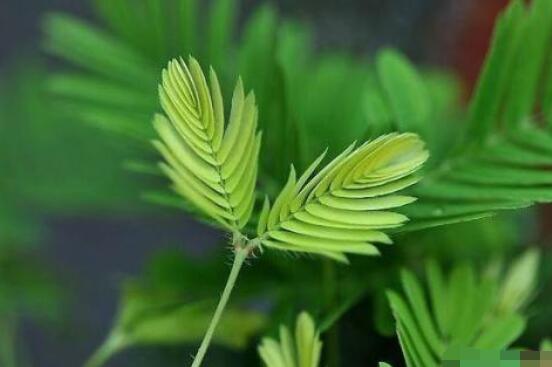 含羞草對(duì)人體有害嗎，微毒無(wú)害/美化家居、凈化空氣