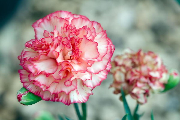 圣誕節(jié)送什么花，玫瑰花/圣誕百合/勿忘我/康乃馨