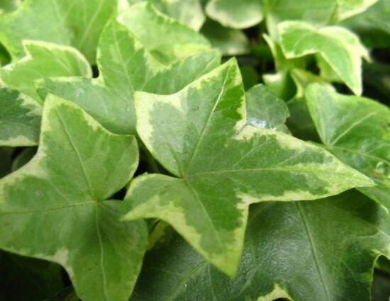 常青藤哪個(gè)品種最好，每個(gè)品種富有獨(dú)具一格(無(wú)好壞之分)