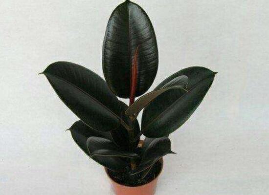 橡皮樹盆景怎么養(yǎng)護(hù)，橡皮樹的四季養(yǎng)護(hù)方法