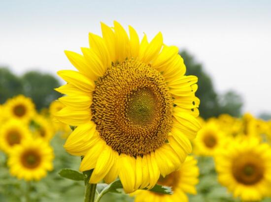 向日葵象征著什么意思，講述四種象征意義/寓意美好