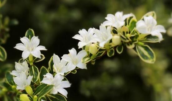 六月雪盆景造型方法，直乾式虬曲式懸崖式三種造型