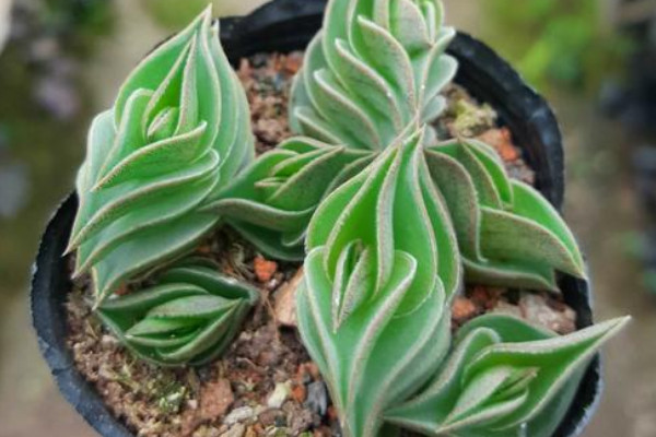 多肉植物溫度低凍傷處理方法，及時修剪盡快增溫