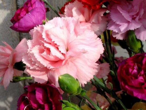 康乃馨多少錢一朵，不同朵數(shù)不同價格/幾十元至幾百元