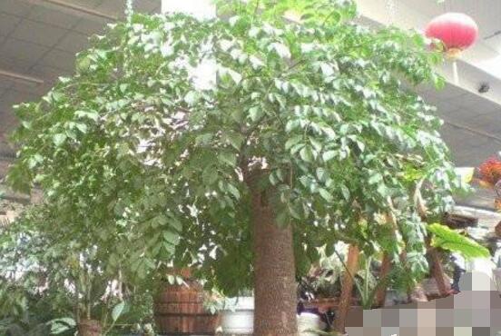 幸福樹怎么澆水，不干不澆、澆則必透的原則