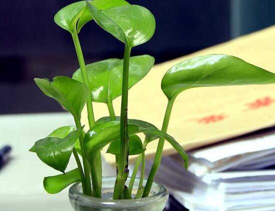 綠蘿會(huì)開(kāi)花嗎，綠蘿開(kāi)花預(yù)示著什么