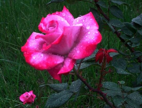 月季花扦插的最佳時間，每年4-5月、9-10月扦插最好