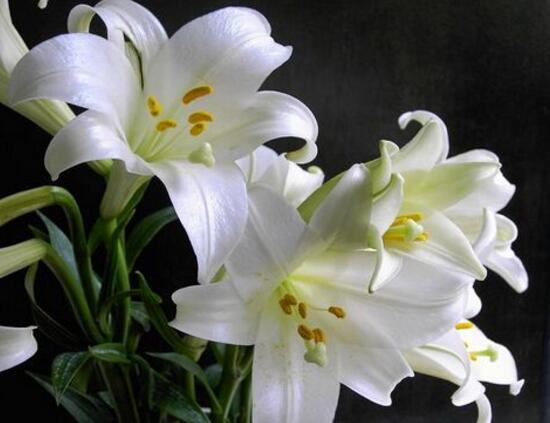 百合花花期多久，百合花開花后怎么處理/施肥澆水養(yǎng)護