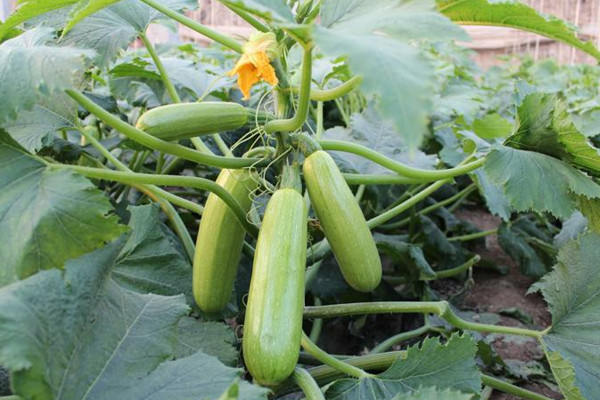 西葫蘆和筍瓜是一個(gè)嗎