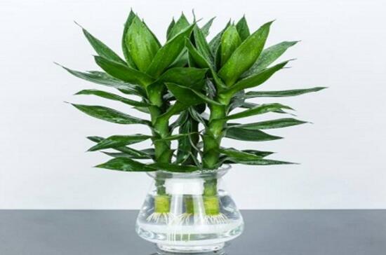 富貴竹有毒嗎，富貴竹可以放在臥室嗎