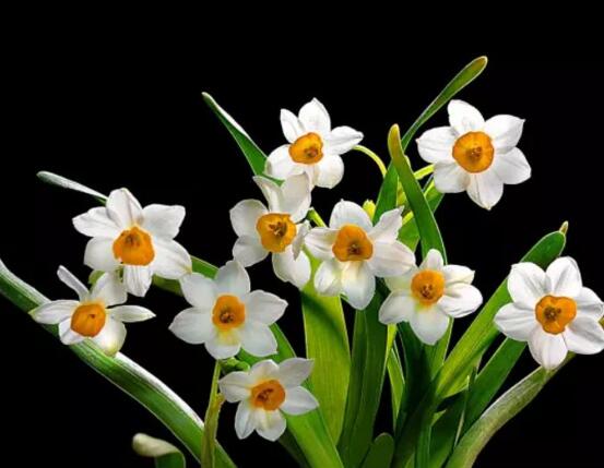 水仙葉子發(fā)黃怎么辦，四種原因以及解決辦法