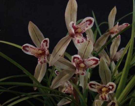 蘭花花期，不同品種不同開花期(一年開多次)