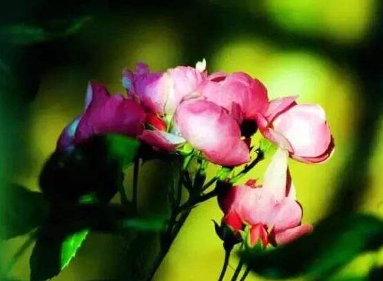 野薔薇花，野薔薇花特點(diǎn)