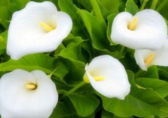 馬蹄蓮有毒嗎，馬蹄蓮適合室內(nèi)養(yǎng)嗎/有毒但可以養(yǎng)殖