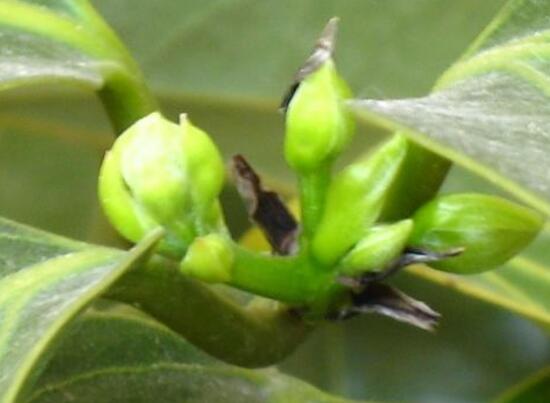 平安樹開花嗎，平安樹養(yǎng)多久可以開花