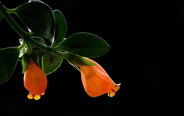 金魚吊蘭能水培嗎，可以/注意控制水量是關(guān)鍵