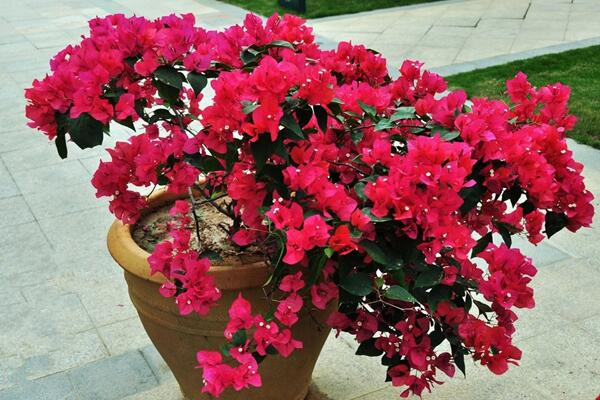 三角梅的生活環(huán)境，最適宜溫暖濕潤(rùn)、光照充足的環(huán)境