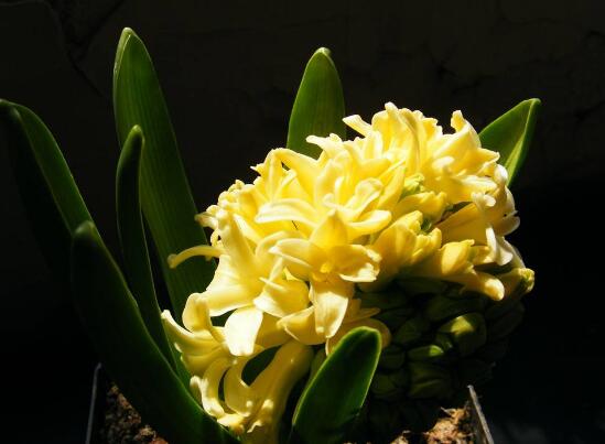 風(fēng)信子的花語，點(diǎn)燃生命之火，永遠(yuǎn)的懷念