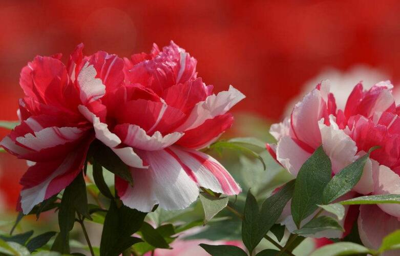 牡丹花送人意義，不同顏色的花有著不同的寓意