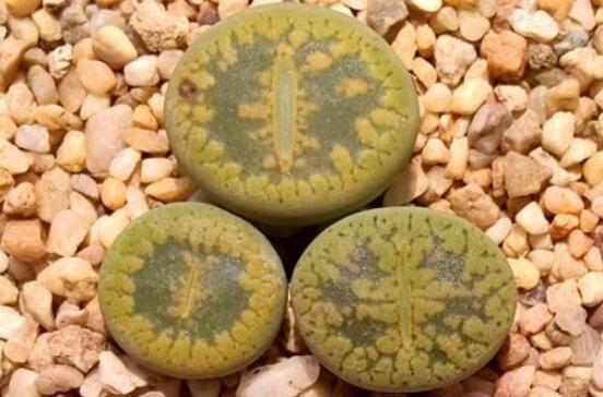 生石花怎么養(yǎng)長得快，老農(nóng)總結(jié)五個快速生長好方法