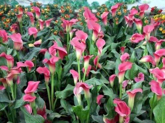 馬蹄蓮的品種有哪些，馬蹄蓮品種圖片大全