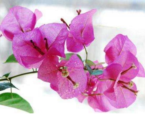 三角梅怎么養(yǎng)，三角梅的養(yǎng)殖方法