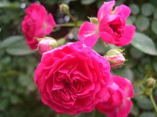 薔薇花的功效與作用，盤點(diǎn)薔薇花七大功效與作用