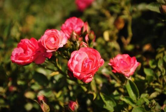 月季花有幾種顏色，月季花品種圖片大全