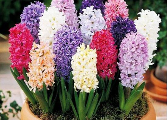 風信子怎么施肥吸收效果最好，推薦兩種最見效的吸肥方法