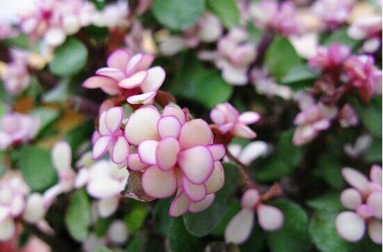 雅樂之舞怎么養(yǎng)能開花，只需要五個步驟花開爆盆